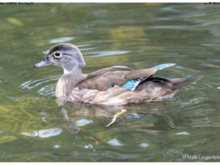 Female Wood Duck